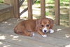 Lilac - Adoption Pending