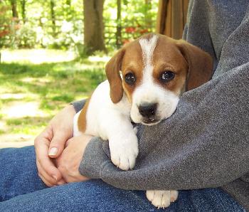 Lilly - Adoption Pending