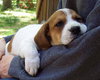 Lilly - Adoption Pending