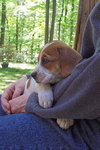 Lilly - Adoption Pending