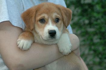 Joey Adoption Pending