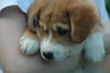 Joey Adoption Pending