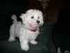 Pete