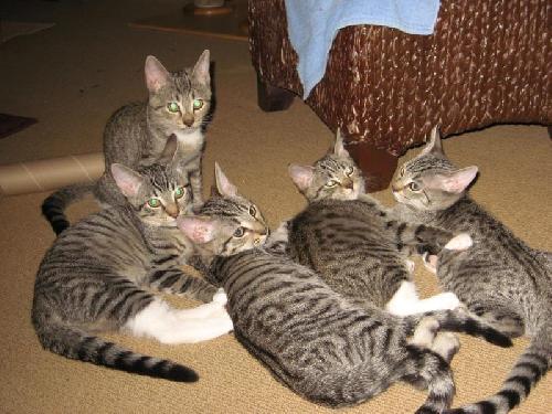 Pretty Kittens