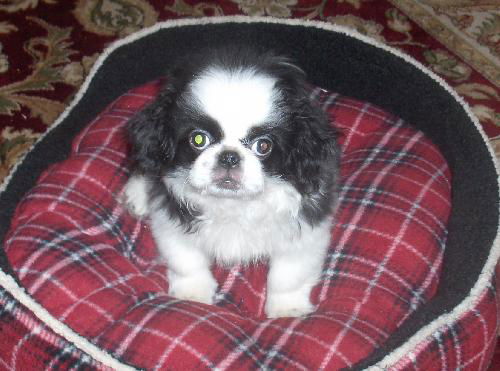 Chewey