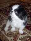 Chewey