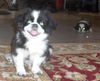 Chachi
