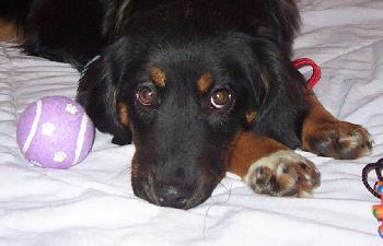 Daisy