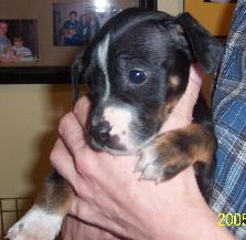 Brutus