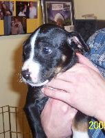Bruno