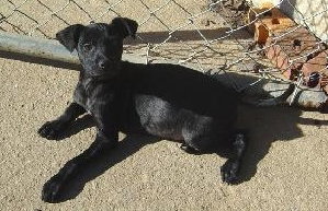 Black Lab Pups