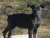 Black Lab Pups