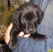 More Black Lab Pups