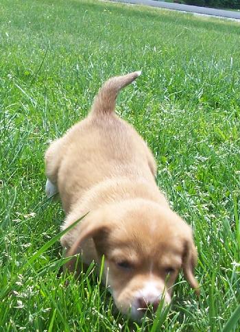 Scooter-Adoption Pending