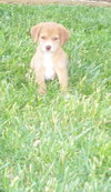 Scooter-Adoption Pending