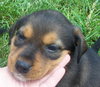 Coca Puff 