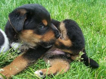 Sheba