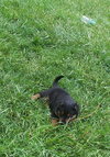 Sheba