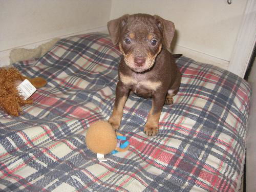 Percy - Adoption Pending