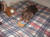 Percy - Adoption Pending