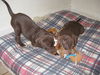 Percy - Adoption Pending