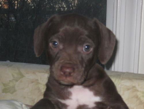 Peter- adoption pending