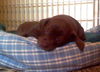 Peter- adoption pending
