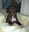 Peter- adoption pending