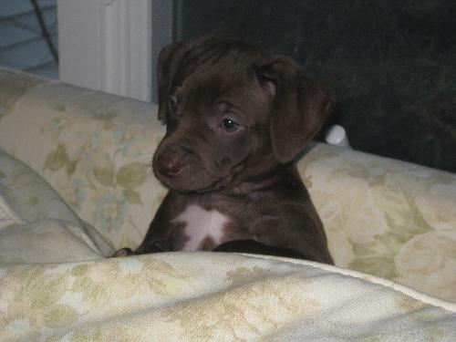 Presley - Adopted