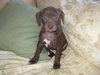 Presley - Adopted