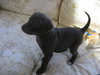 Presley - Adopted