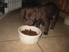 Presley - Adopted