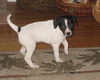 Phoebe - Adoption Pending