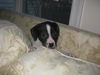 Phoebe - Adoption Pending