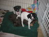 Phoebe - Adoption Pending