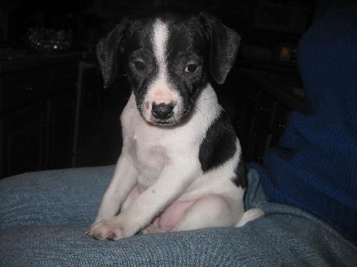 Phoebe - Adoption Pending