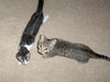 Poptart and Heidi