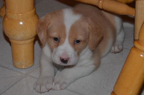 Charlie