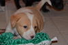 Charlie