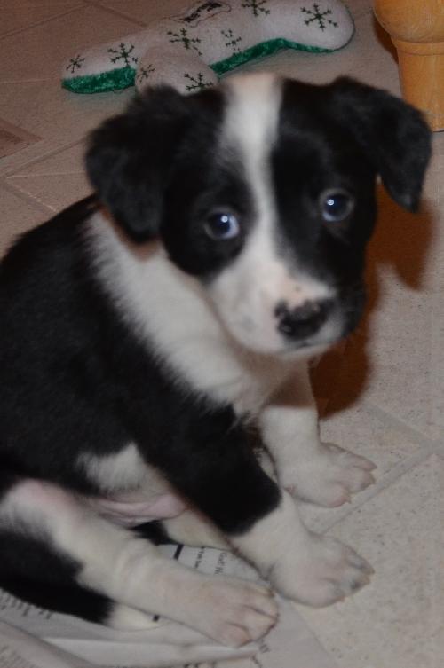 Snoopy