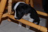 Snoopy