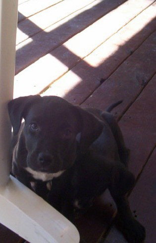 Duke (JK)