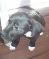 Duke (JK)