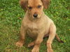 Apollo (RZ)