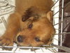 Ares (RZ)