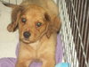 Ares (RZ)