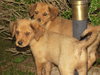 Ares (RZ)