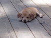 Minnie       (MB)