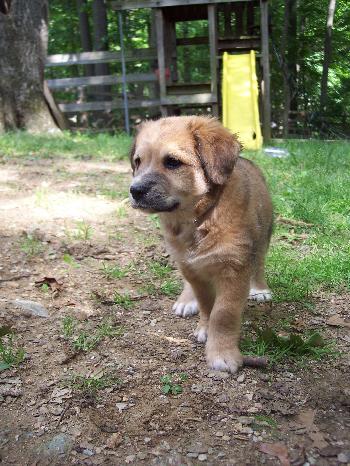 Maisie  (MB)