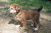 Maisie  (MB)